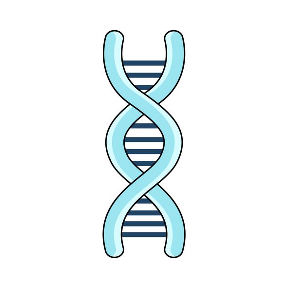 DNA Helix