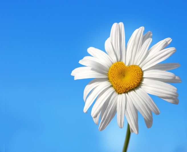 daisy in shape of a heart