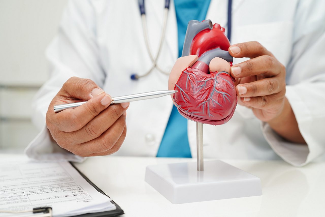 Doctor pointing at a diagram of the human heart.
