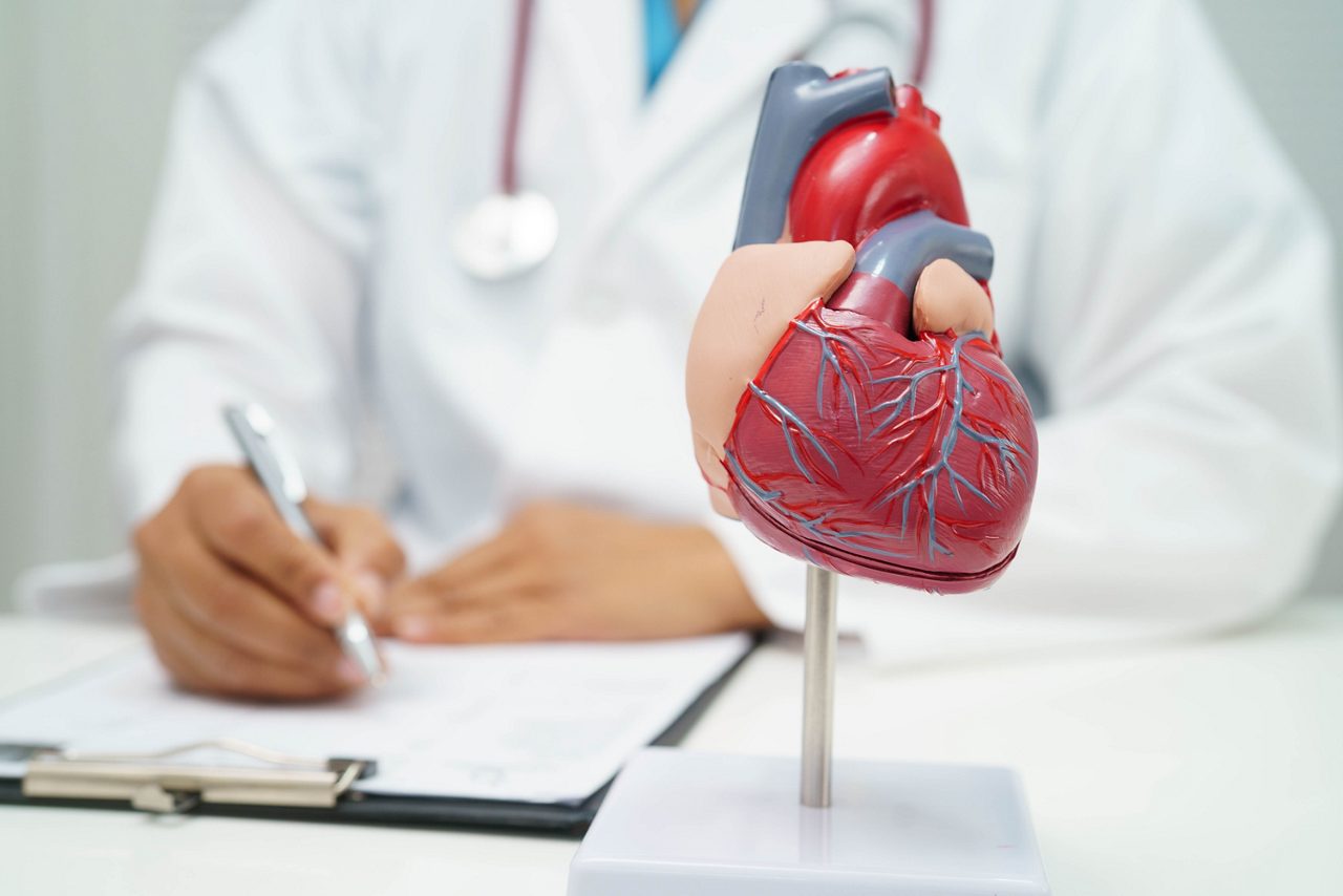 Doctor showing a human heart model.