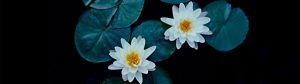 Calming lotus flowers floating in a clear pool.