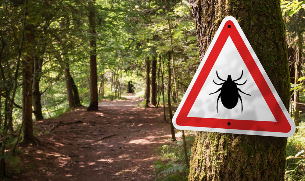 A tick warning sign attached to a tree on a forest trail.