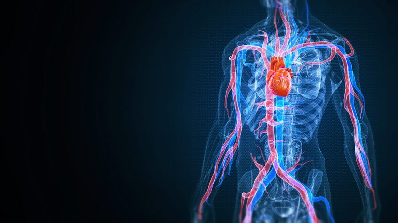 human body with heart and cardiovascular circulatory